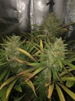 Bild von Virke (Durban Poison)