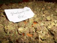 Bild von BlueFox (Glueberry OG)