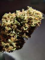 Bild von GuerrillaRovere (Glueberry OG)