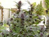 Dutch Passion Purple Star - ein Foto von KALYSEEDS