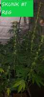 Bild von HippieStashGenetics (Skunk Nr1)