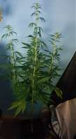 Bild von HippieStashGenetics (Skunk Nr1)