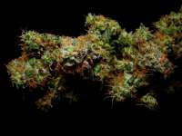 Bild von Farma (Strawberry Cough)