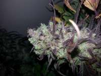 Dutch Passion Strawberry Cough - ein Foto von verticaldown