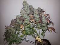 Dutch Passion Strawberry Cough - ein Foto von verticaldown