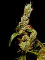 Bild von Farma (Strawberry Cough)