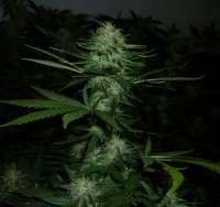 Dutch Passion White Widow - ein Foto von ninja