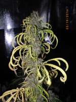 Dutchgrown Seeds Laughing Tiger - ein Foto von mojavegreen