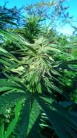 Dynasty Seeds Mochalope - ein Foto von knickatnite