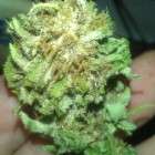 Dynasty Seeds Mochalope - ein Foto von knickatnite