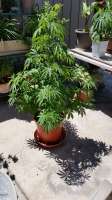 Dynasty Seeds Oregon Huckleberry - ein Foto von CaptainKarma