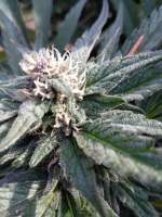 East Coast Farmers Genetics Nuclear Winter - ein Foto von Bryant40