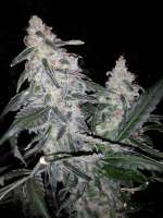 Elemental Seeds Chaos Kush - ein Foto von grinspoon