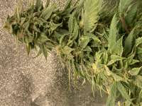 Elemental Seeds Grizzly Kush - ein Foto von Thcjuana