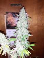 Elev8 Seeds Eden’s Apples - ein Foto von pan4gold49