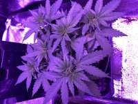 Bild von Indica2me (Gorilla Cookies)