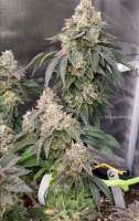 Elev8 Seeds Sherbet Cookies - ein Foto von GoodtoGrow