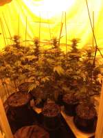 Elev8 Seeds Strawberry Snow Cone - ein Foto von SUPADUPA