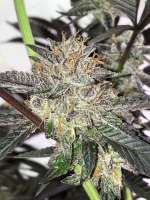 Elev8 Seeds Tahiti Red - ein Foto von MedicalScreener