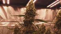 Emerald Mountain Seeds Mandlebrots Oil Spill - ein Foto von Riverinaboy