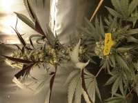 Emerald Mountain Seeds Mandlebrots Oil Spill - ein Foto von Nobighurry