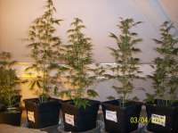 Bild von beltram16 (Headlights Kush Auto)