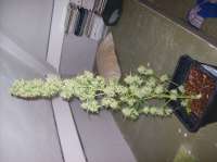 Emerald Triangle Headlights Kush Auto - ein Foto von beltram16