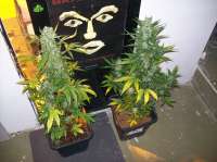 Bild von beltram16 (Headlights Kush Auto)