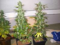 Emerald Triangle Headlights Kush Auto - ein Foto von beltram16