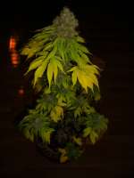 Bild von psychodharma (Lost Coast OG)