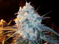 Bild von grinspoon (Lost Coast OG)