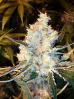 Bild von grinspoon (Lost Coast OG)