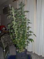 Emerald Triangle Mastodon Kush - ein Foto von trixie