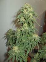 Emerald Triangle Sour Lemon OG - ein Foto von tencer