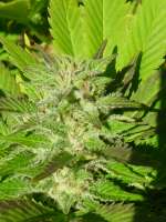 Emerald Triangle Super Sour OG - ein Foto von catlover