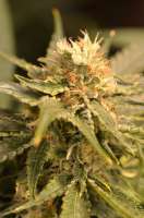 Eva Female Seeds Black Dream - ein Foto von Gipsy