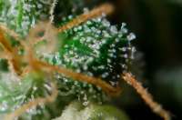 Eva Female Seeds Excalibur - ein Foto von Gipsy