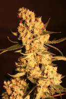 Eva Female Seeds Jamaican Dream - ein Foto von Gipsy