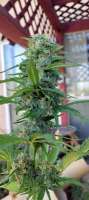 Eva Female Seeds Pink Plant - ein Foto von MorthanLikely