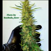 Evil Bear Genetics Hawaiian Gamma - ein Foto von evilbeargenetics