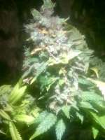 Bild von LemiAten (Gorilla Cookies)