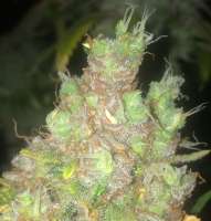 Expert Seeds Gorilla Cookies - ein Foto von LemiAten