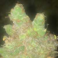 Expert Seeds Gorilla Cookies - ein Foto von LemiAten