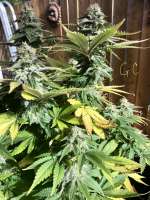 Bild von 45North (Gorilla Cookies)