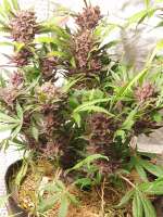 Fast Buds Company Blackberry - ein Foto von Ganjagrandaddy