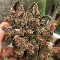 Fast Buds Company Blackberry - ein Foto von Conradthepeaceful