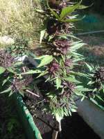 Fast Buds Company Crystal Meth - ein Foto von Polype