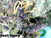 Fast Buds Company FastBerry - ein Foto von JustinSanDiego