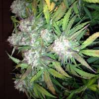 Bild von Fluffyhead22 (Girl Scout Cookies)