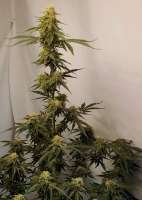 Bild von Grow4releaf (Moby Dick Auto)